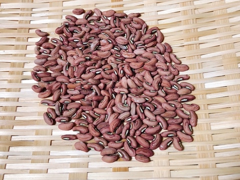 大角豆（ささげ）作る！　※お赤飯の紅い豆です